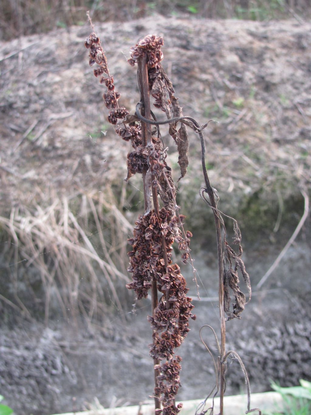 Rumex crispus